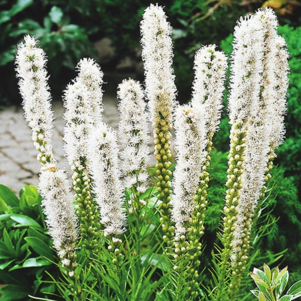 Лиатрис spicata
