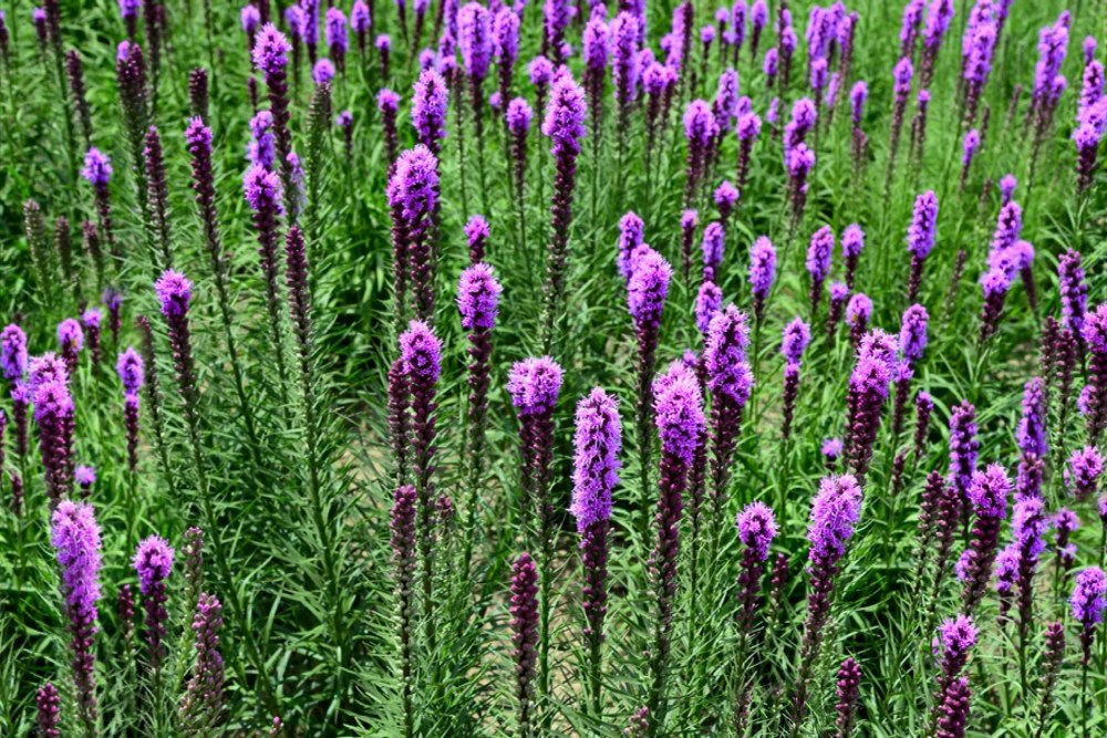 Лиатрис колосковый Флористан Violet