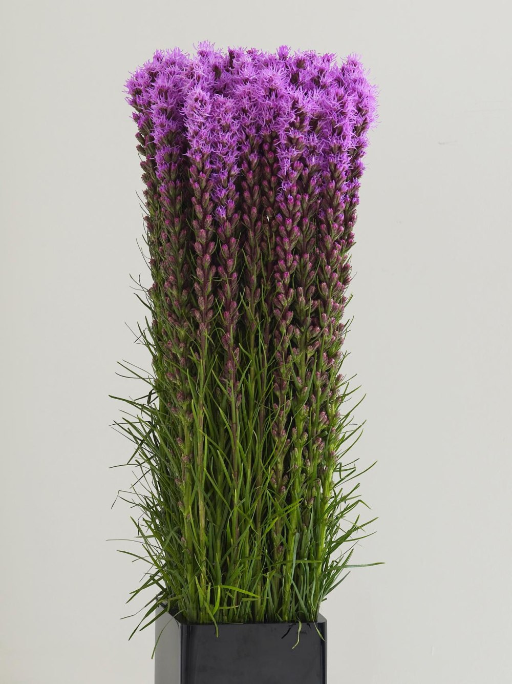 Лиатрис спиката spicata