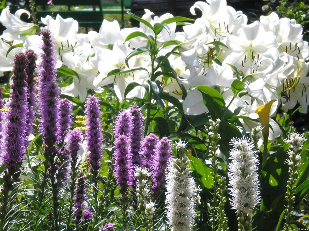 Лиатрис колосковый (Liatris spicata Kobold)