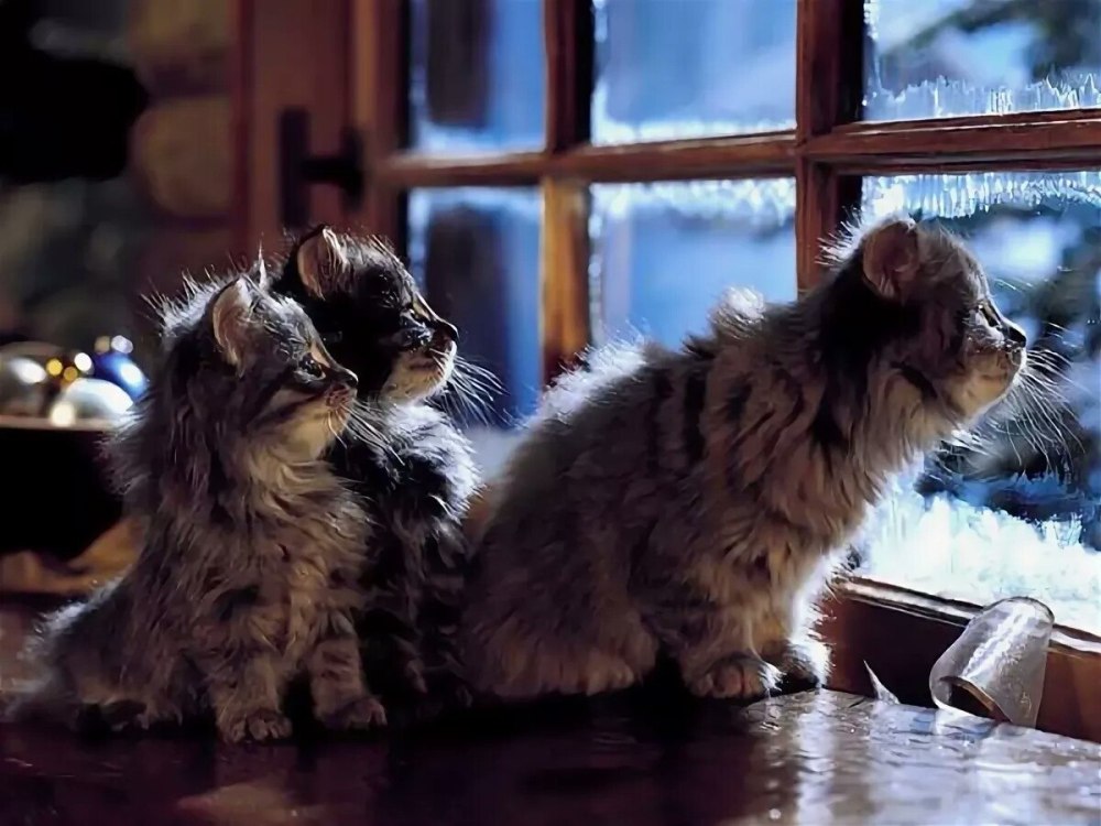 Уютный вечер с кошкой