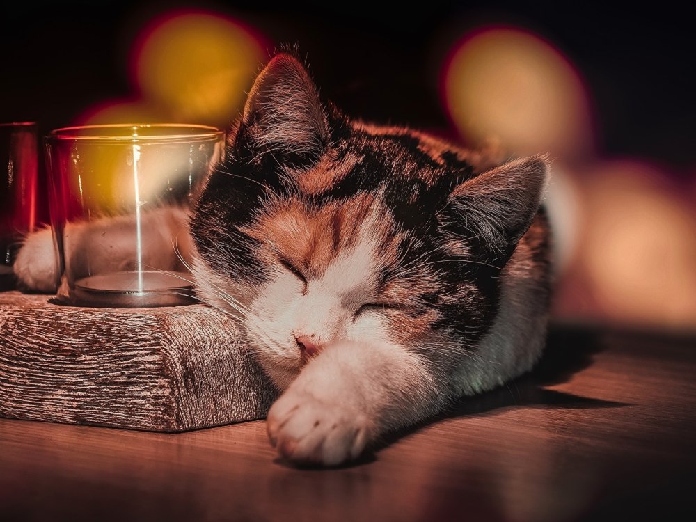 Кот вечером