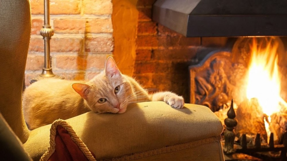 Котик у камина