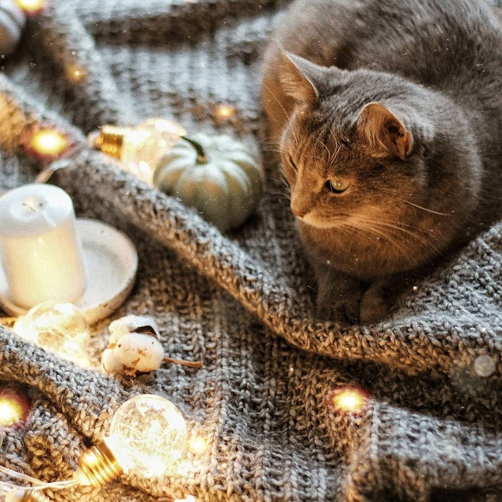 Уютные коты