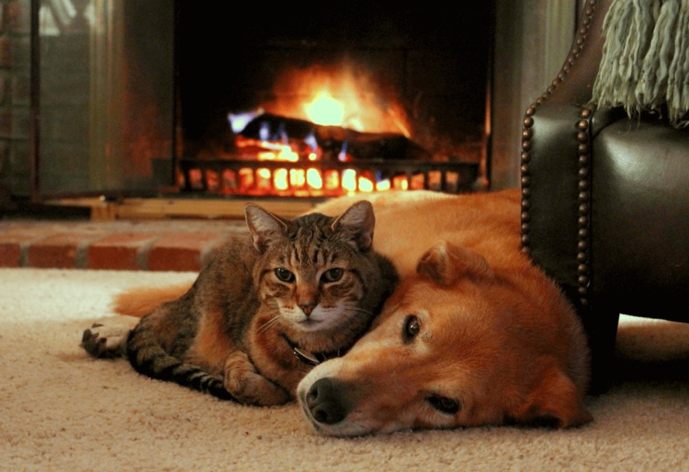 Котик у камина