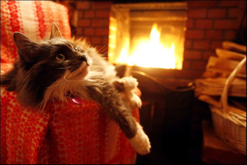 Уютные коты