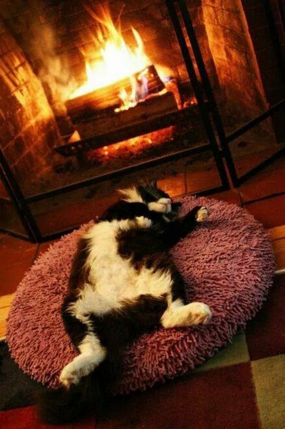 Кот камин