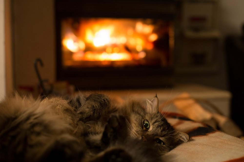 Теплый уютный камин и кот