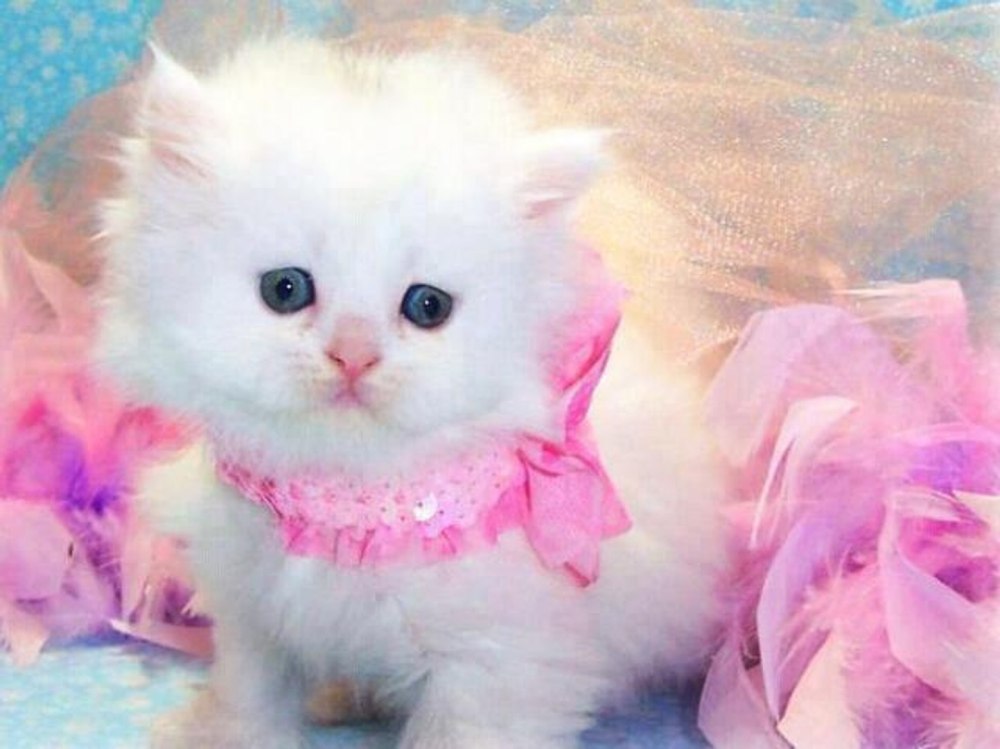 Коты Аристократы кошечка Мари