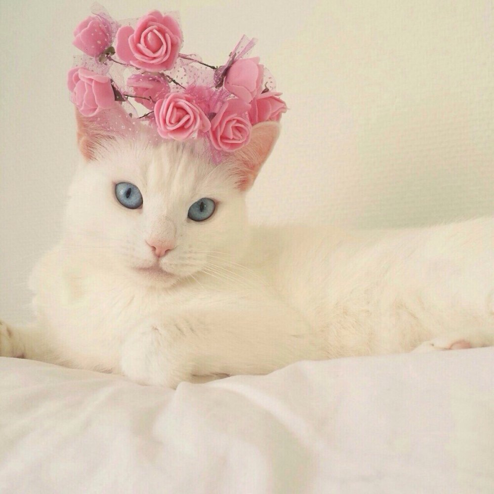 Коты Аристократы кошечка Мари