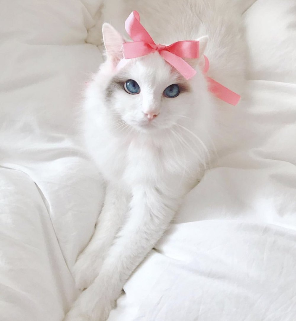 Коты Аристократы кошечка Мари