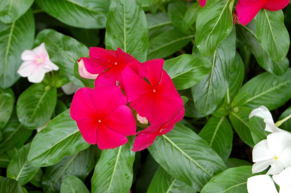 Катарантус roseus