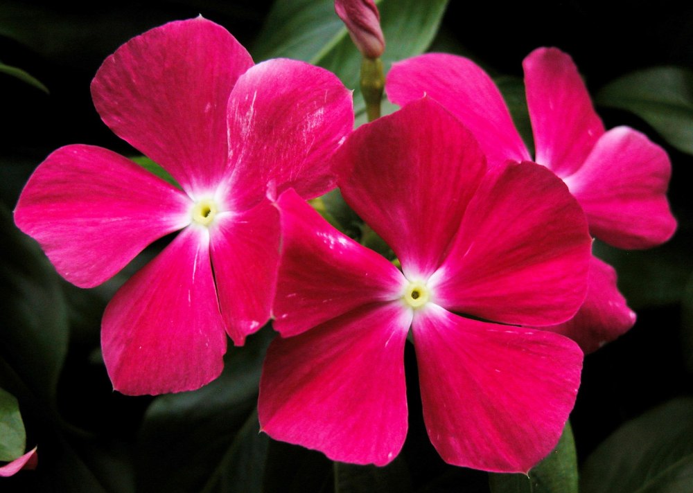 Catharanthus roseus