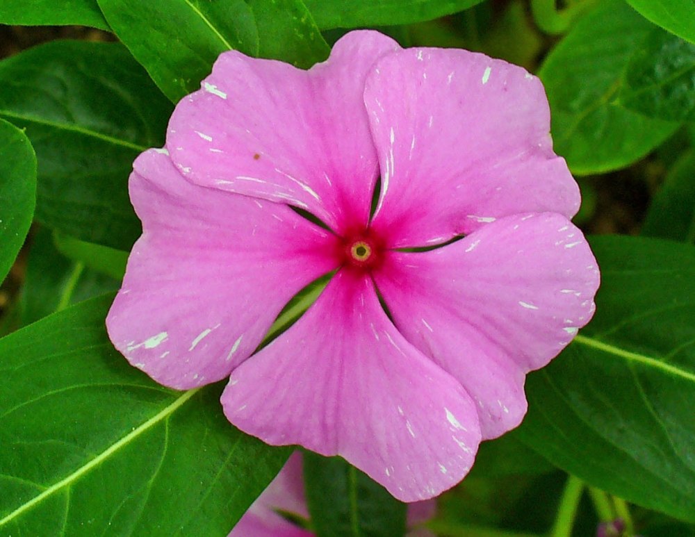 Катарантус roseus