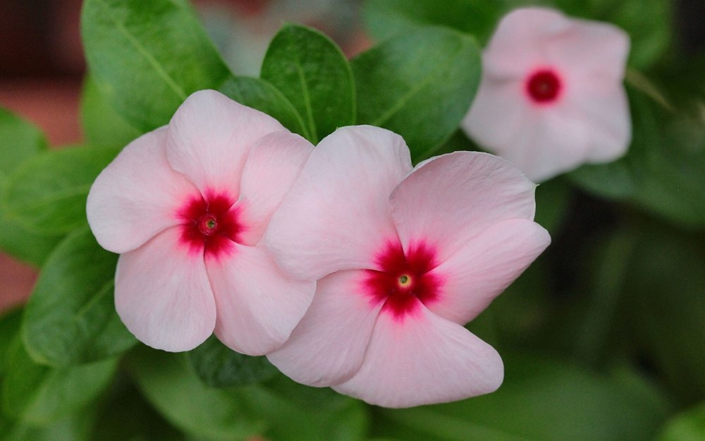 Катарантус roseus