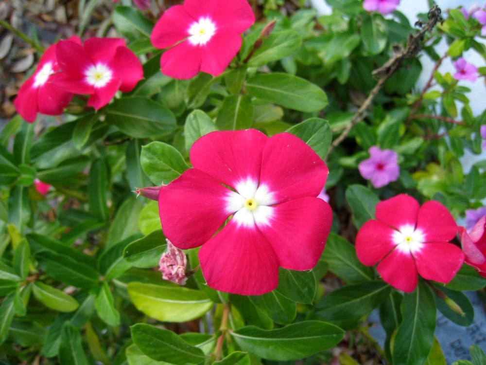 Catharanthus ovalis