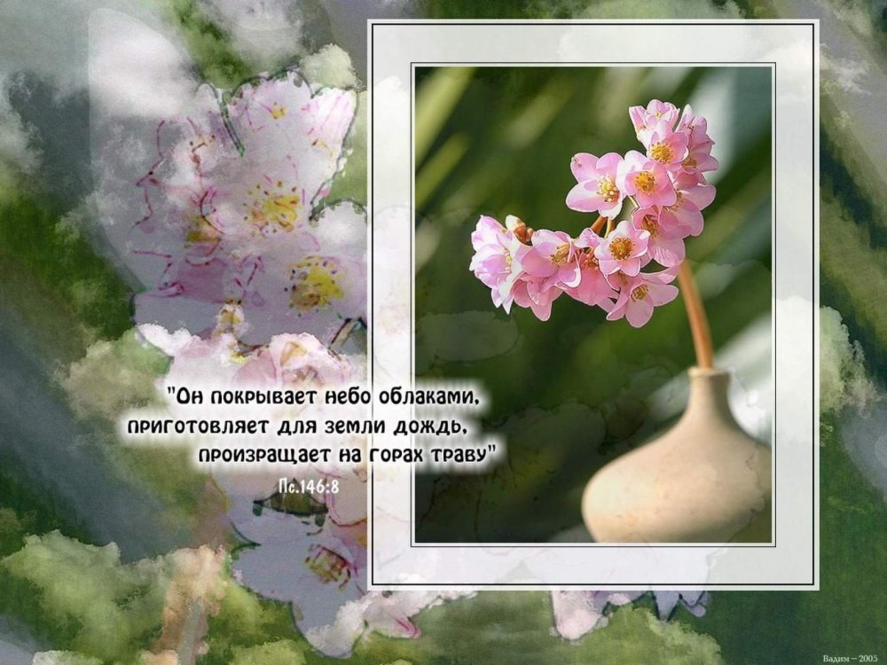 Природа цветы цитаты