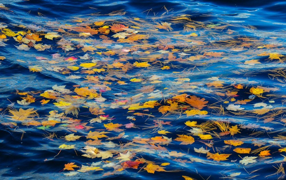 Осенние листья на воде