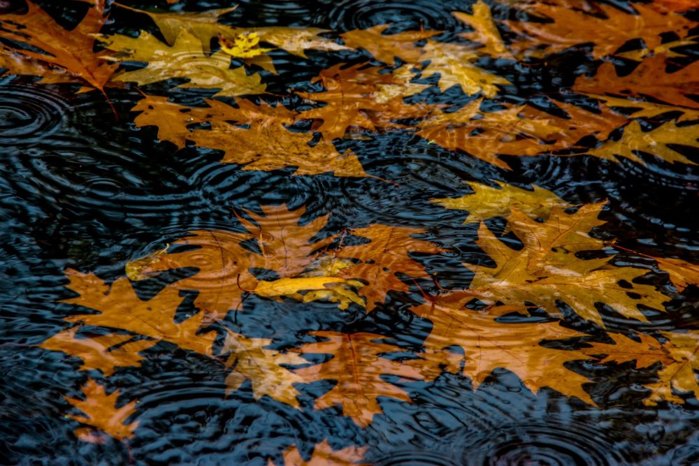 Осенние листья на воде