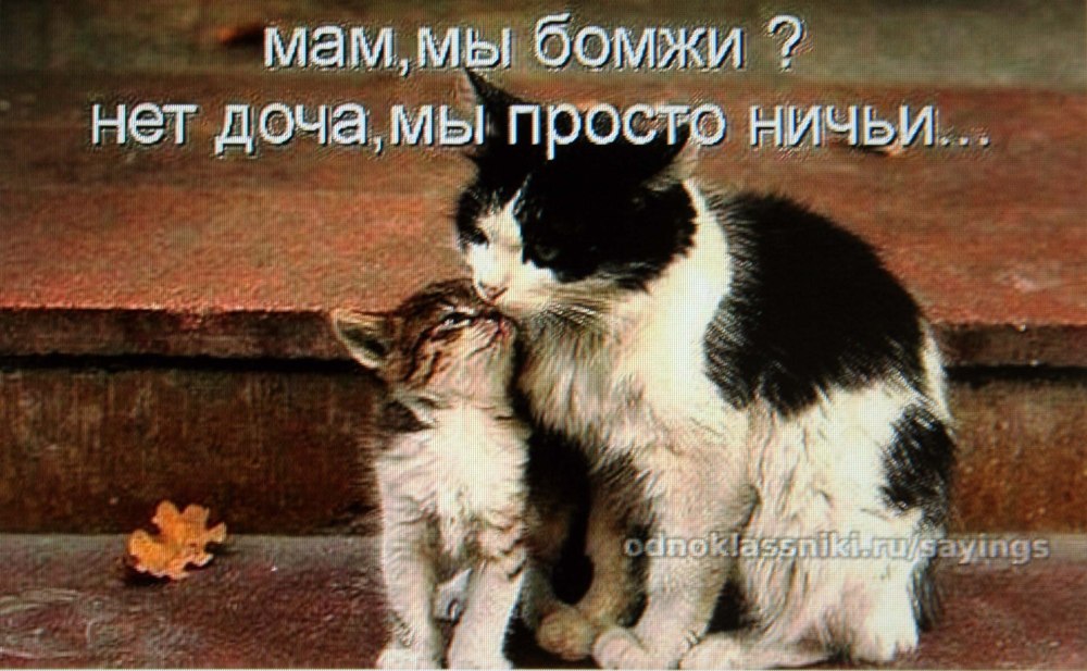 Кошки любят нас