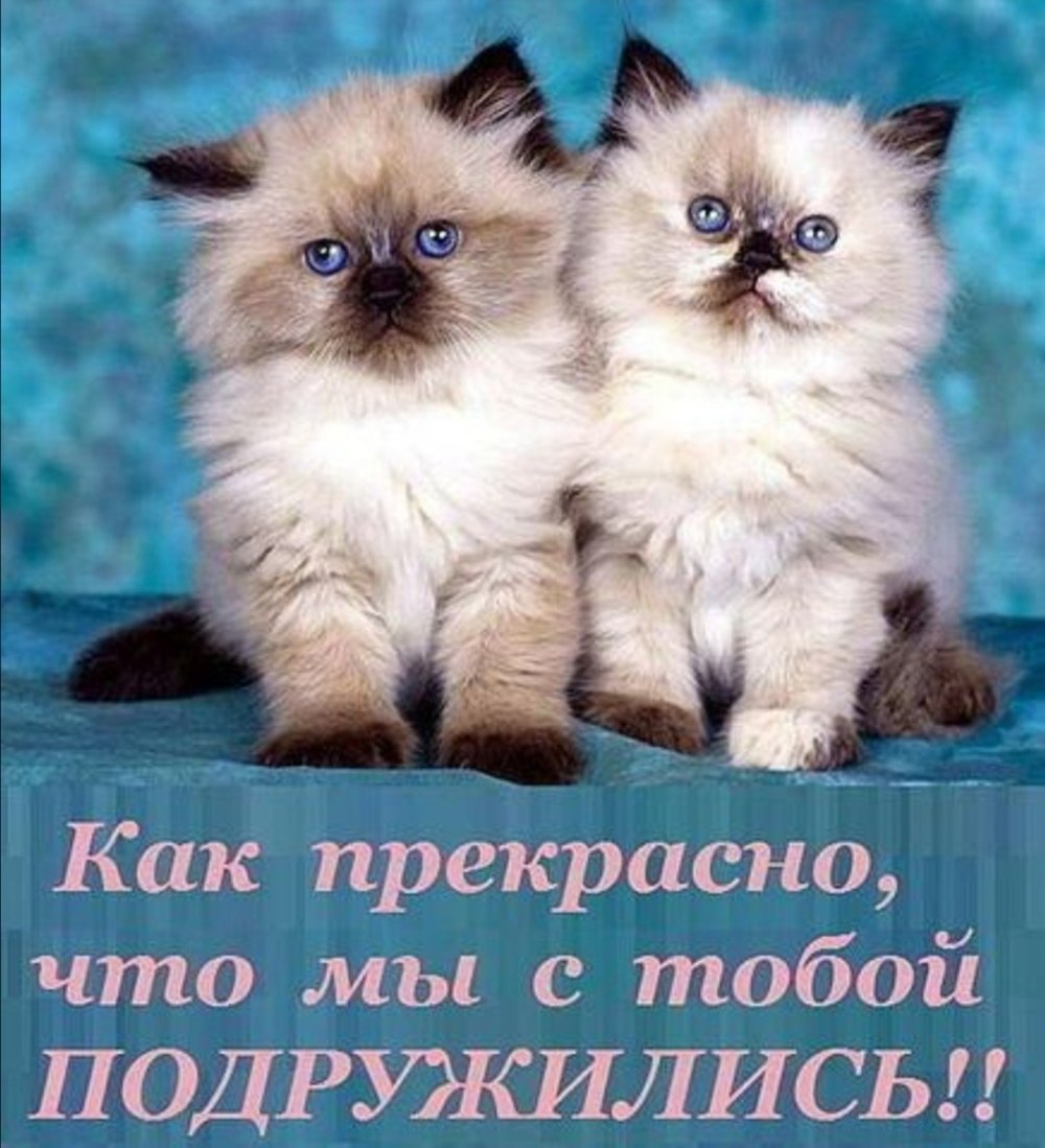 Открытки с котиками и надписями