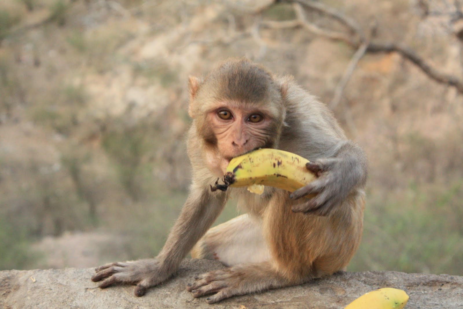 Обезьяна подавилася бананом. Обезьяна ест банан. Обезьянка и бананы. Макака с бананом. Шимпанзе с бананом.