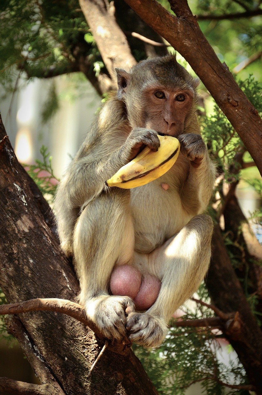 Сколько бананов едят обезьяны. Обезьянка и бананы. Обезьяна с бананом. Шимпанзе с бананом. Обезьяна ест банан.