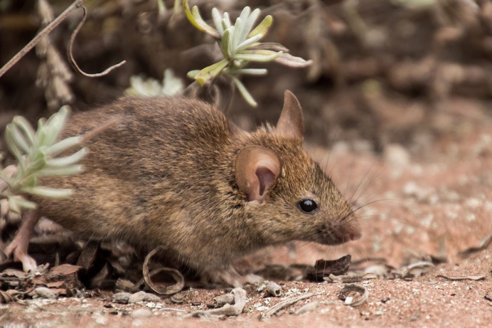 Apodemus agrarius