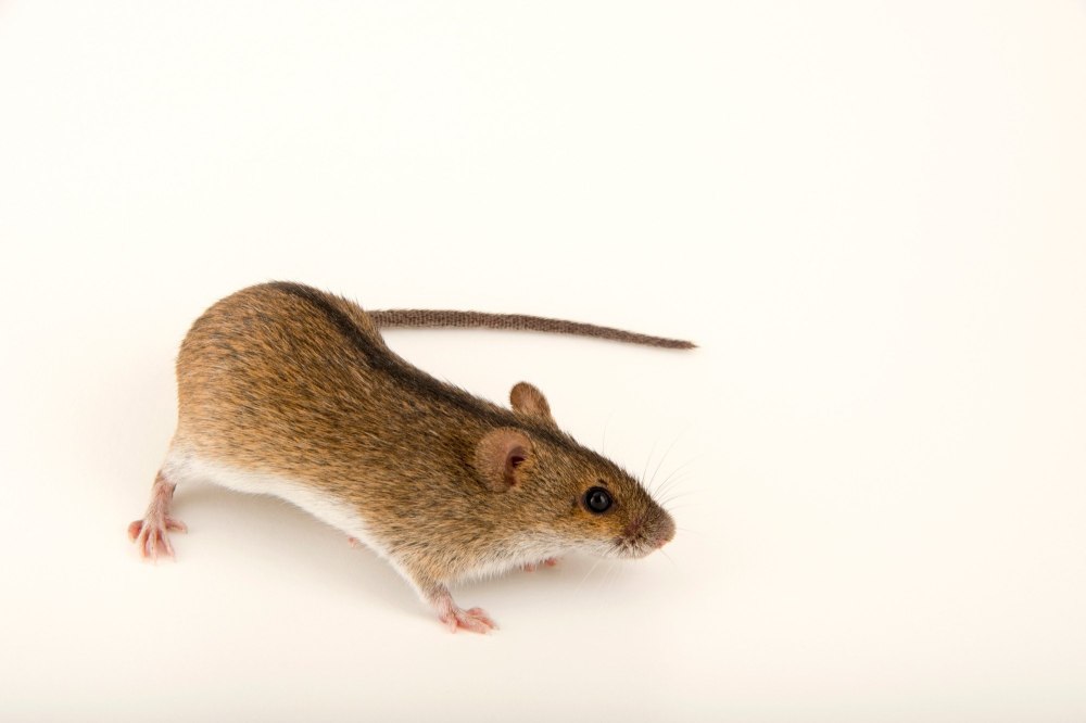 Apodemus agrarius
