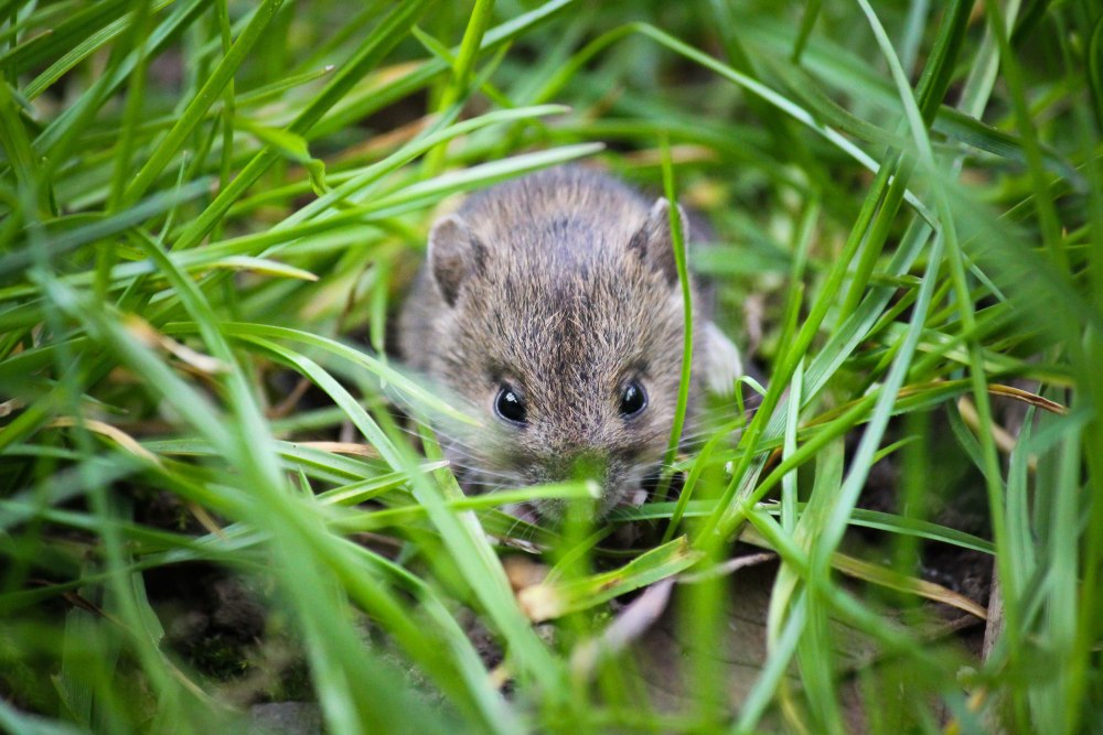 Даурский хомячок (Cricetulus Barabensis)