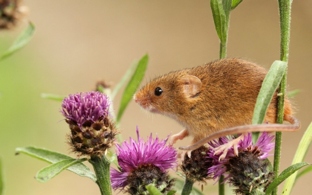 Мышь-Малютка (лат. Micromys minutus)