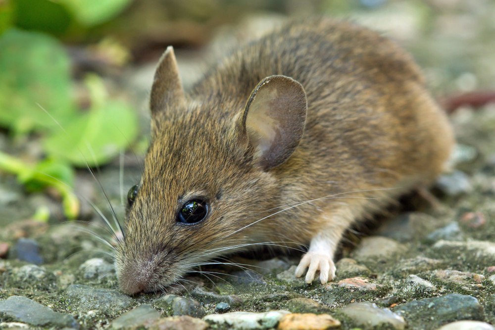 Лесная мышь (Apodemus sylvaticus)