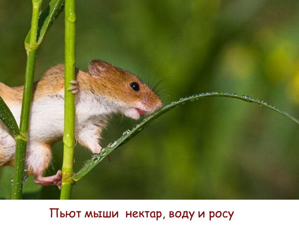 Полевая мышь мышь Малютка