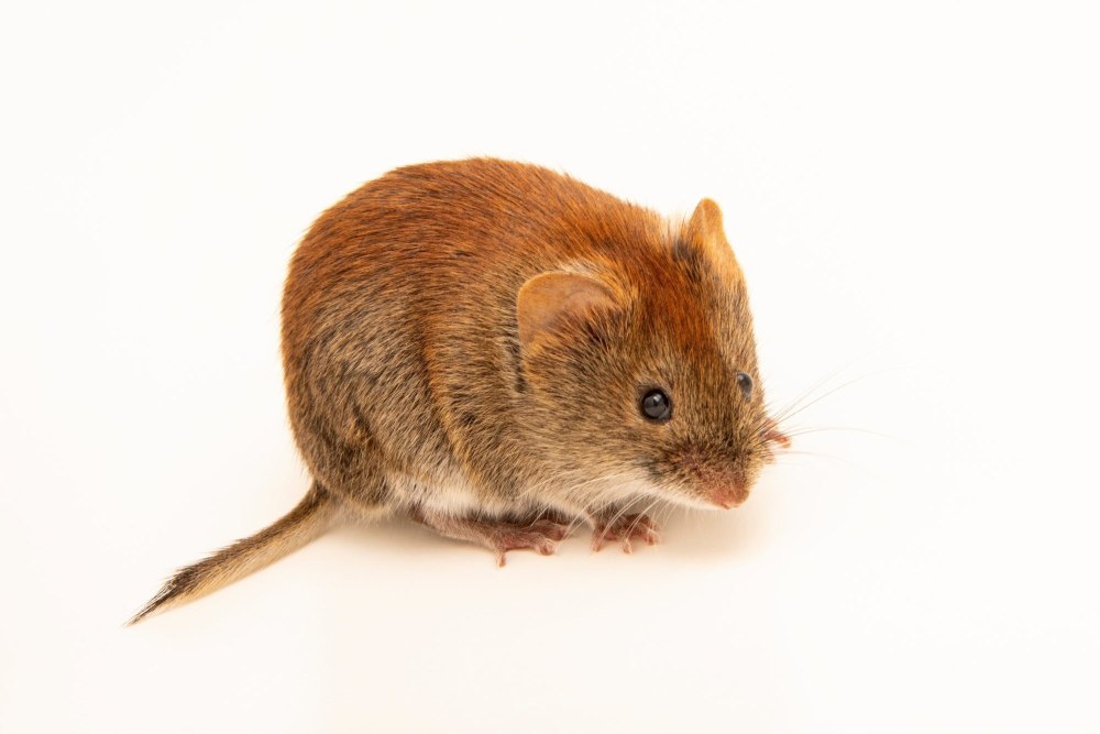 Clethrionomys rutilus