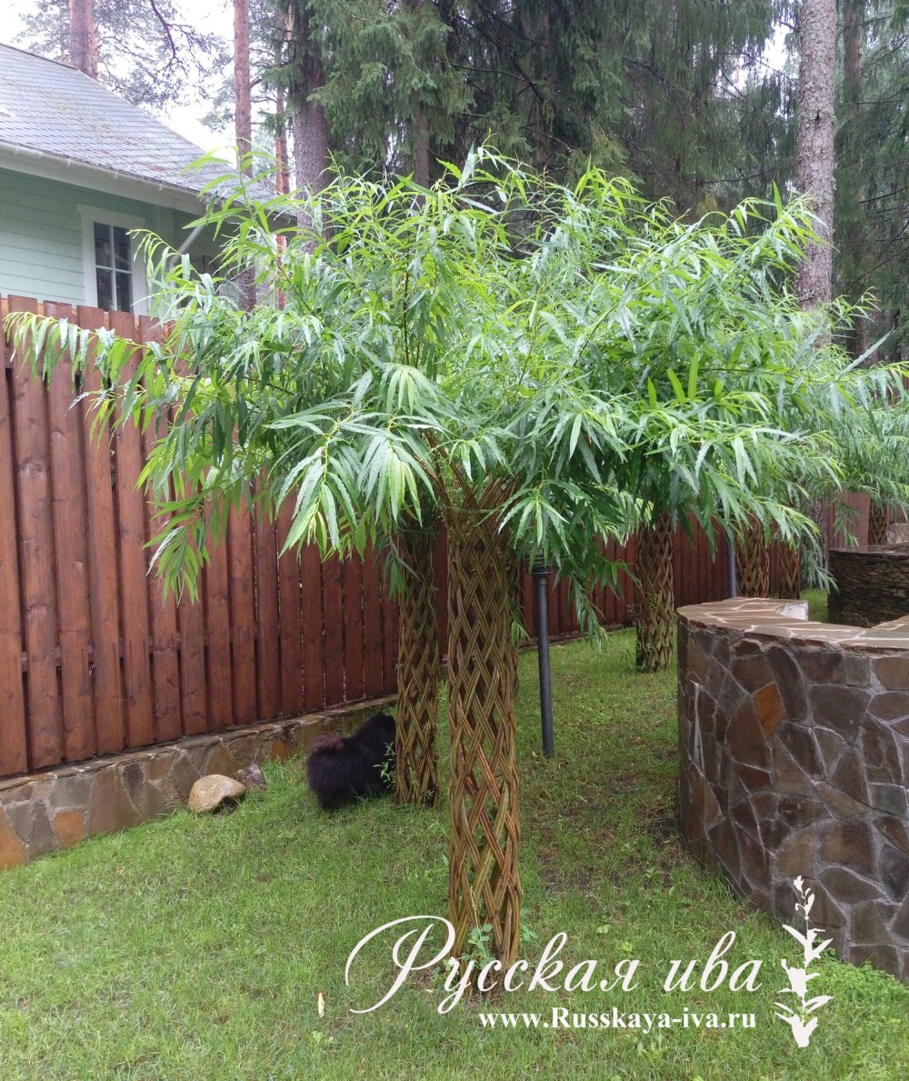 Ива плакучая плетеная