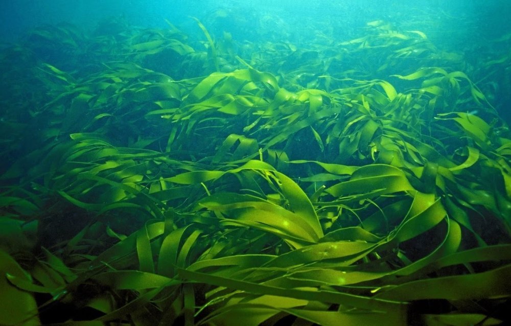 Морская капуста – Laminaria