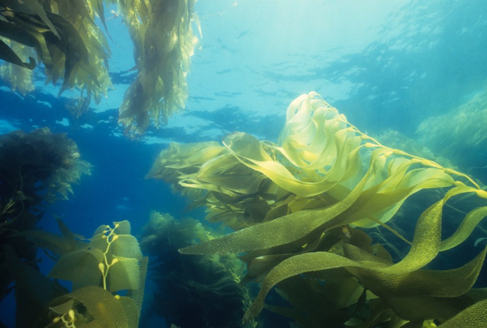 Водоросли морская капуста
