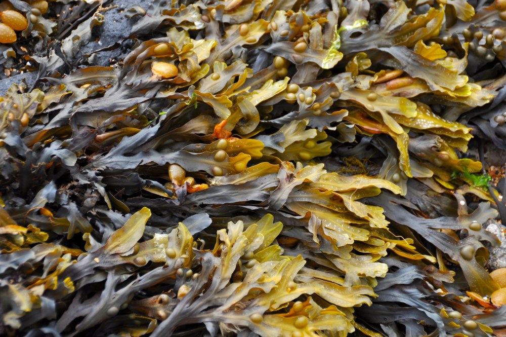 Фукусы морские водоросли