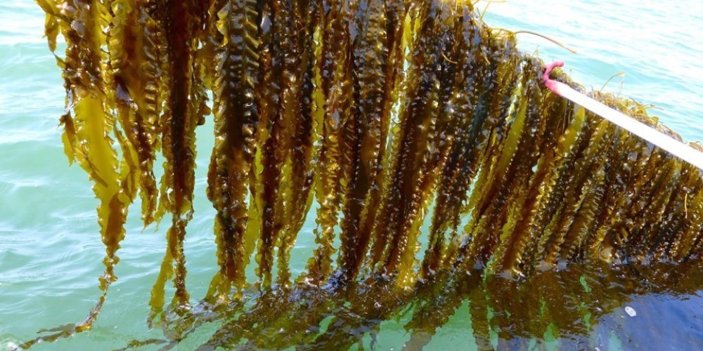 Дальневосточная морская бурая водоросль ламинария (Laminaria angustata).