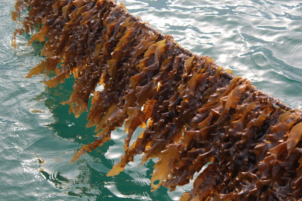 Морские водоросли ламинария