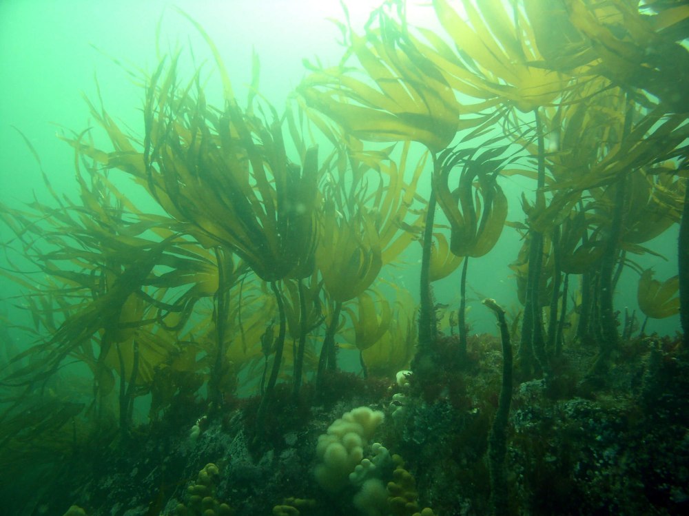 Водоросль морская капуста ламинария