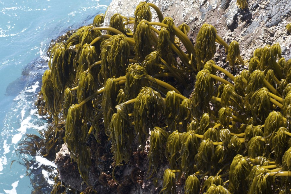 Ламинария Kelp