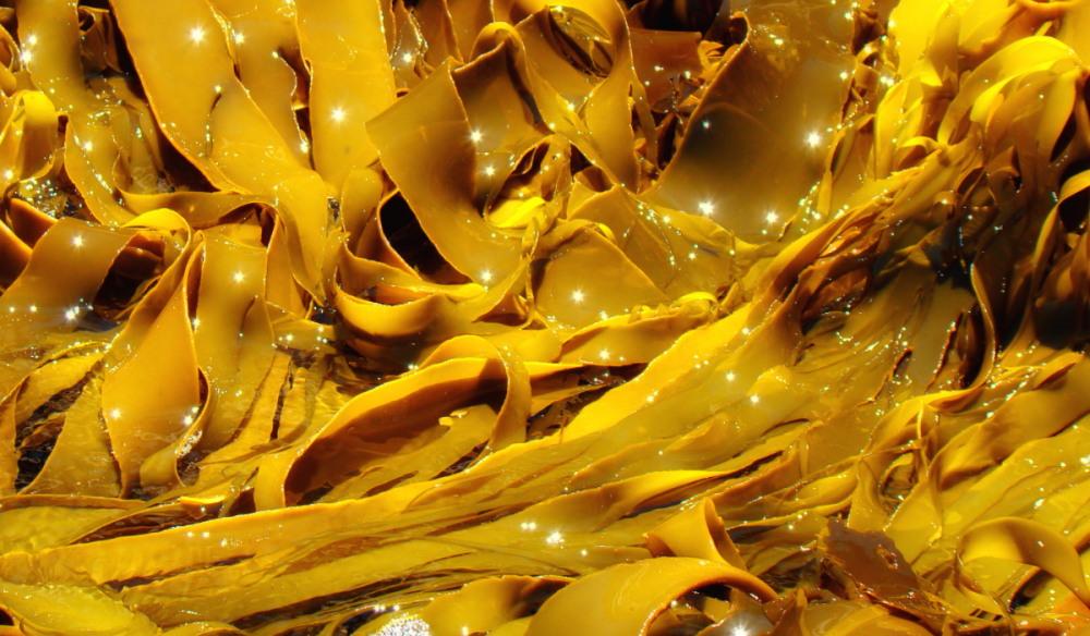 Ламинария Kelp