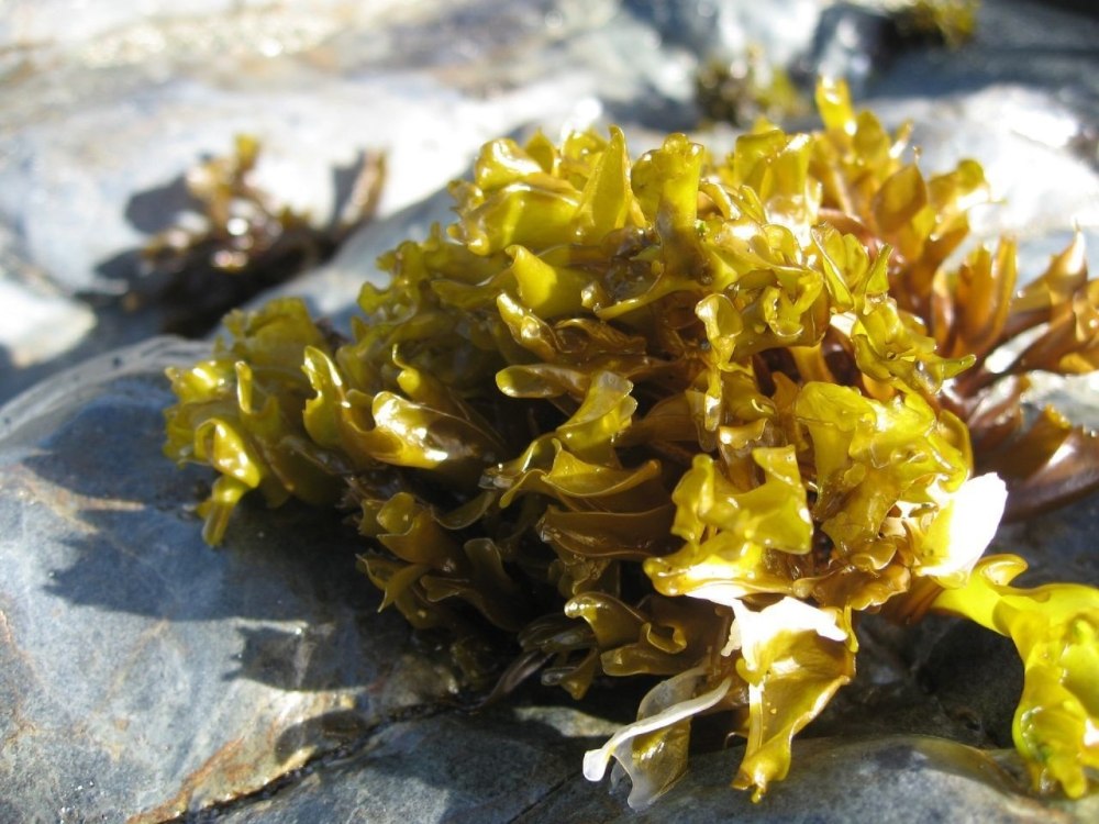 Laminaria japonica