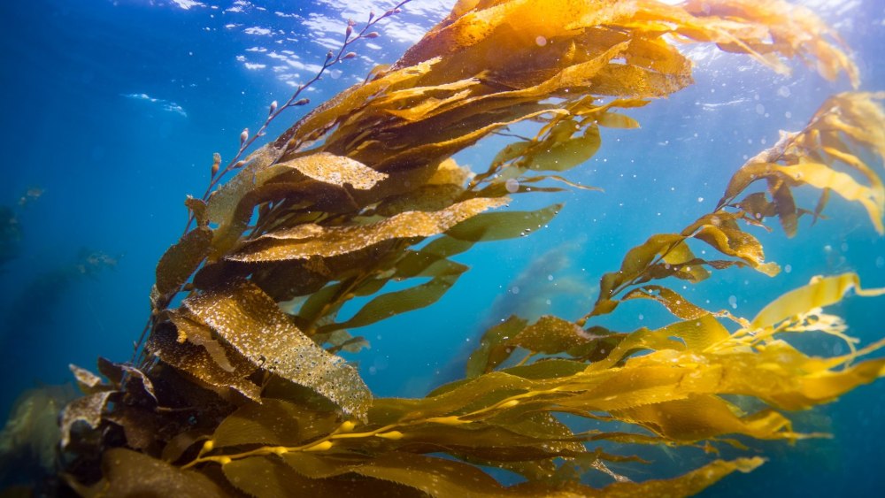 Kelp Fish