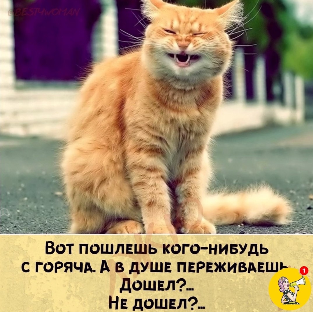 Мама я святой не переживай. Рыжий кот. Смешной рыжий кот. Веселые кошки. Кот улыбается.