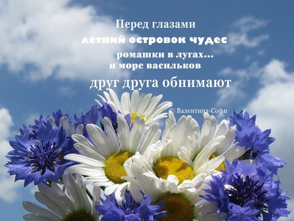 Ромашки и васильки букет