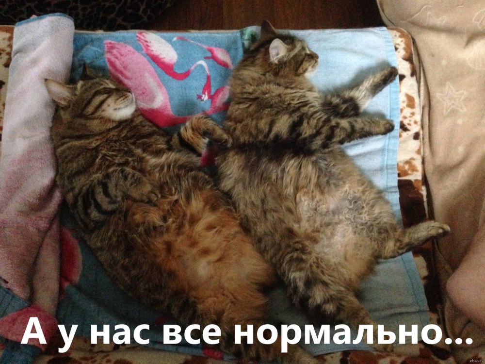У нас всё нормально