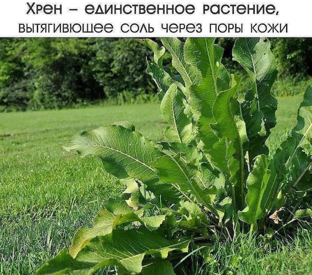 Хрен обыкновенный