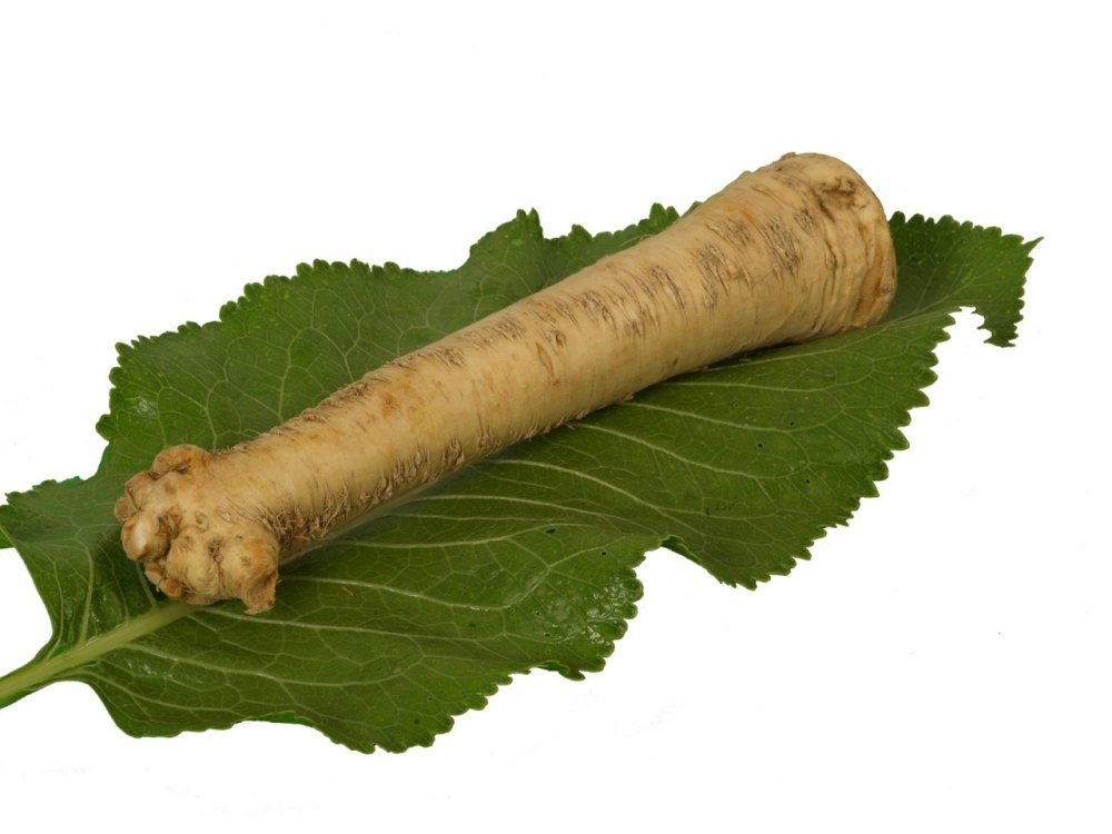 Armoracia Rusticana